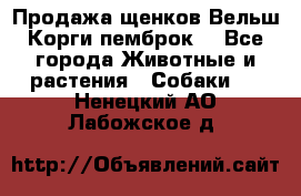 Продажа щенков Вельш Корги пемброк  - Все города Животные и растения » Собаки   . Ненецкий АО,Лабожское д.